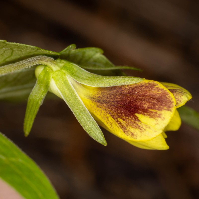 Viola lobata var. integrifolia photo 2