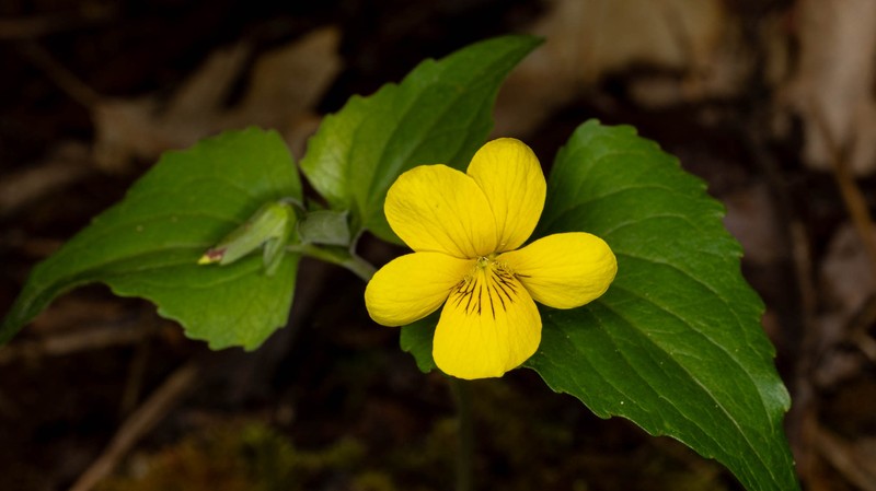 Viola lobata var. integrifolia photo 3