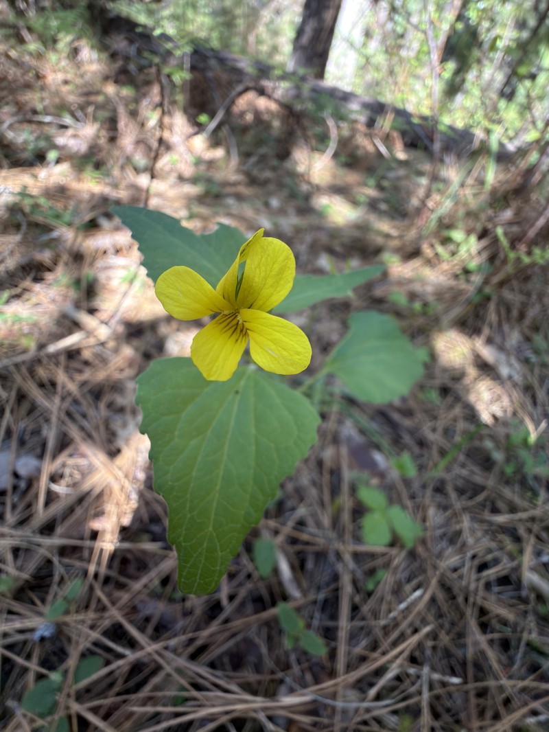 Viola lobata var. integrifolia photo 4