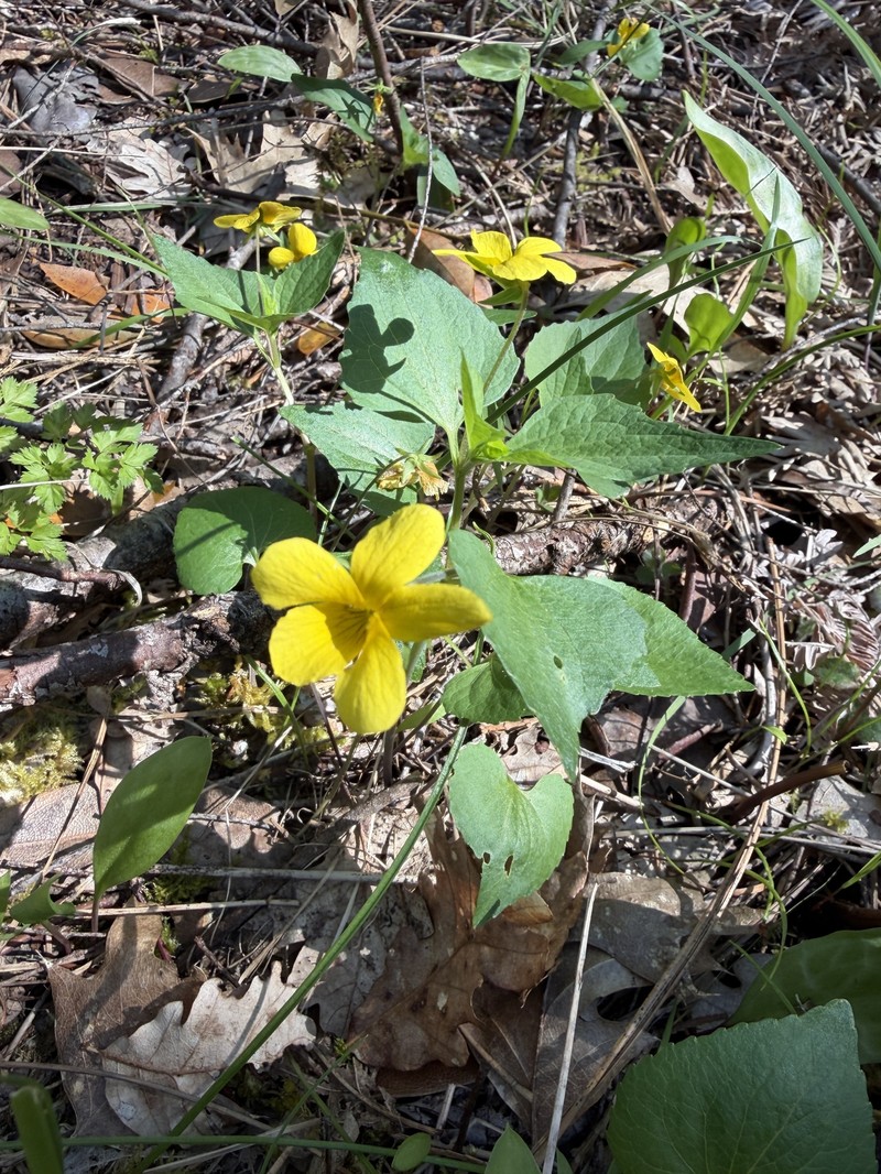 Viola lobata var. integrifolia photo 5