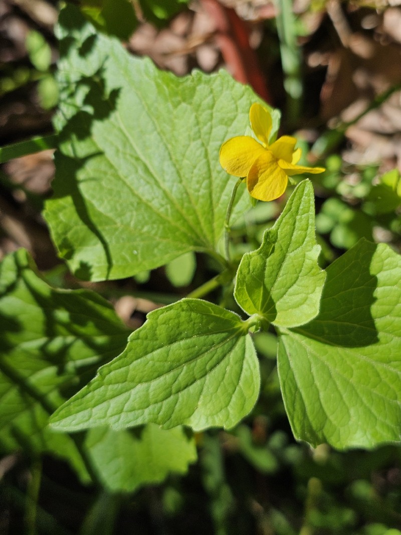 Viola lobata var. integrifolia photo 7