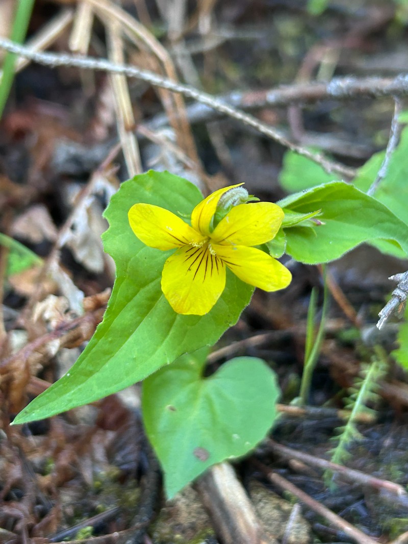 Viola lobata var. integrifolia photo 8