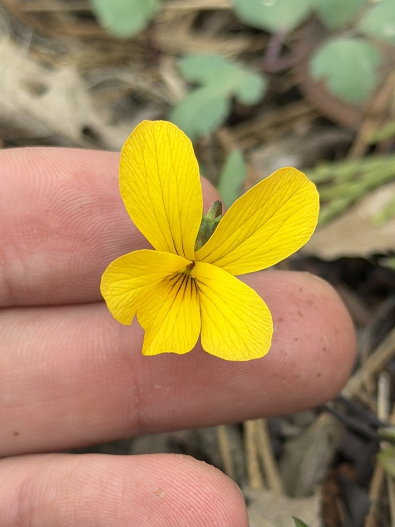 Butterfly Violet