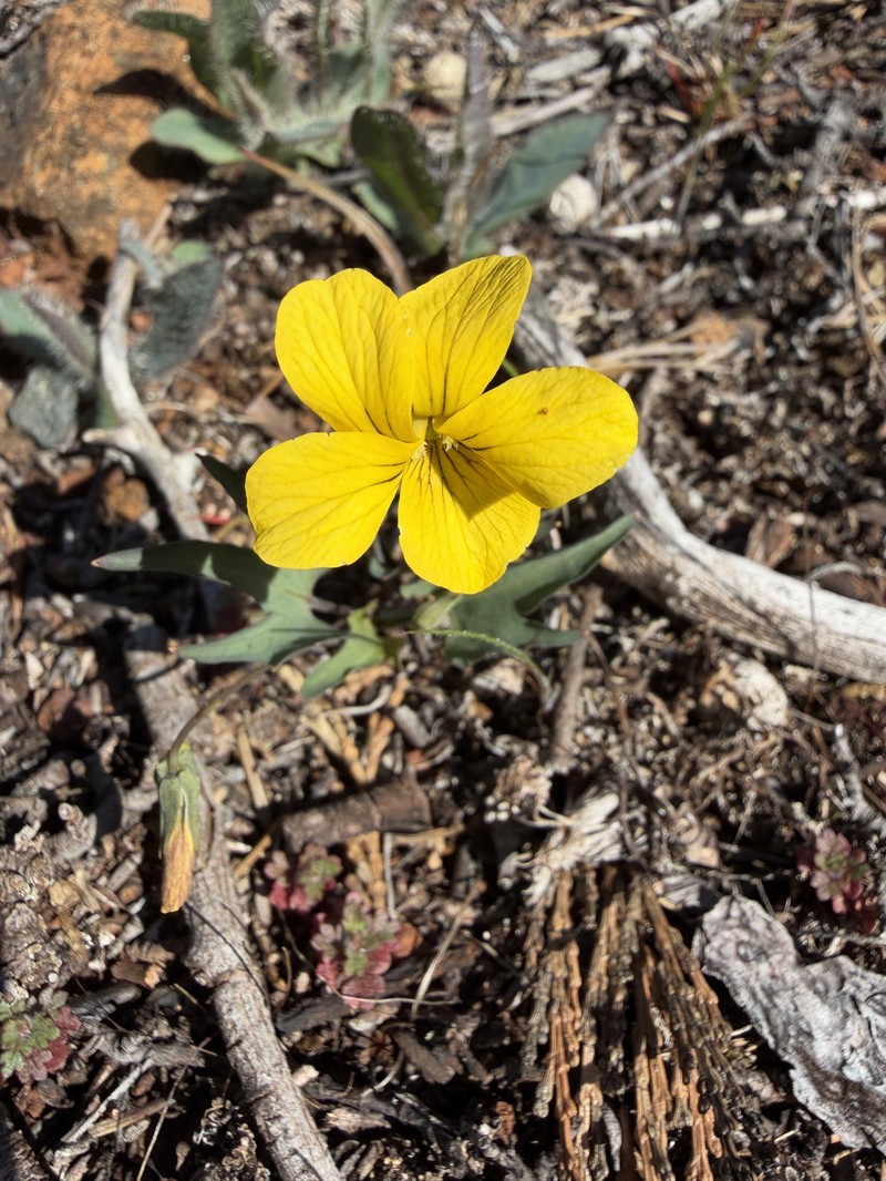 Butterfly Violet photo 3