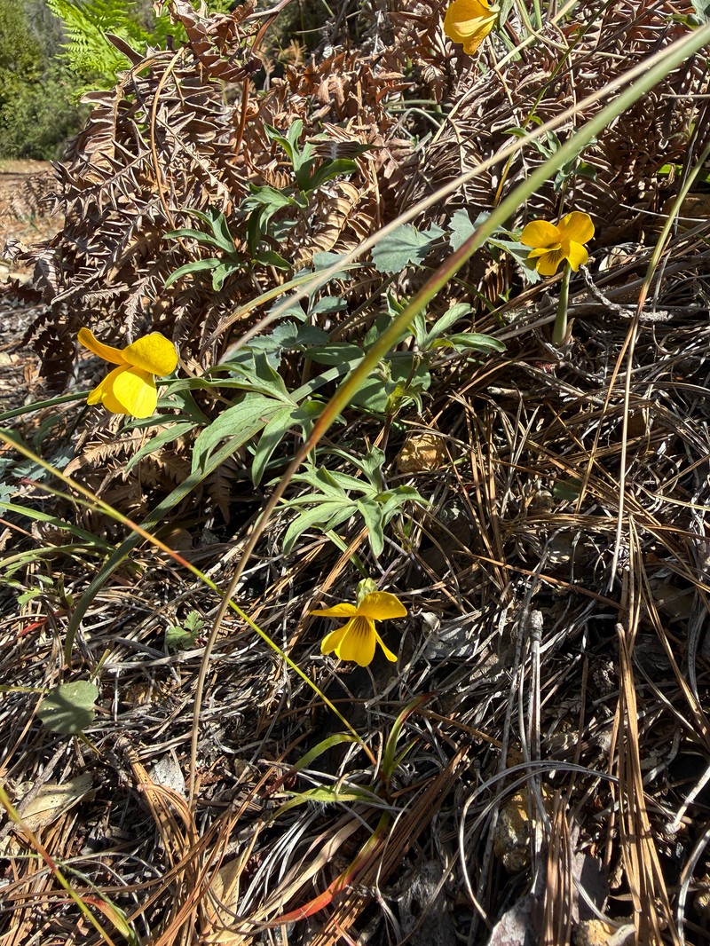Butterfly Violet photo 7