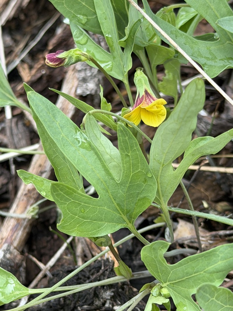 Butterfly Violet photo 8