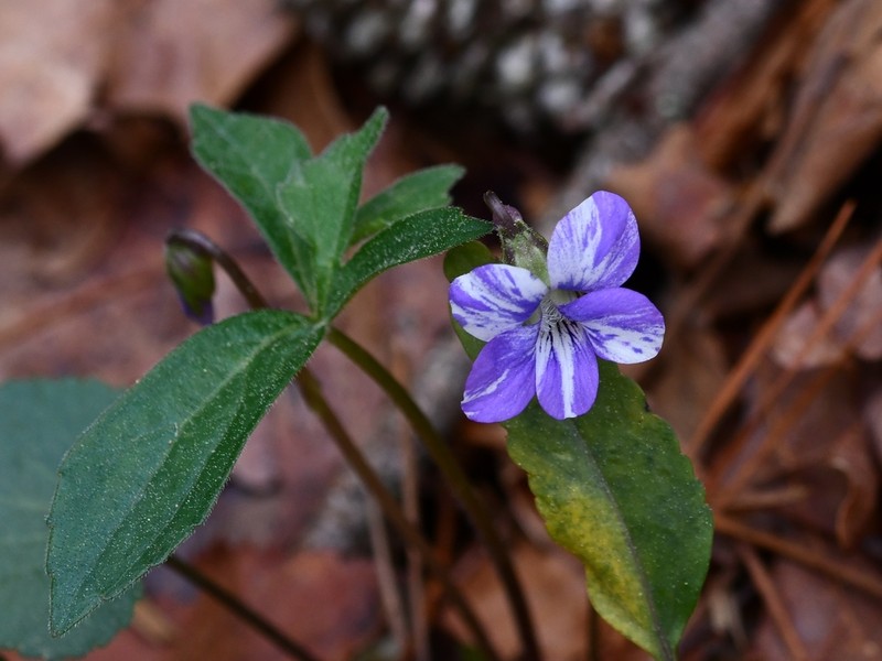 Lovell's Violet