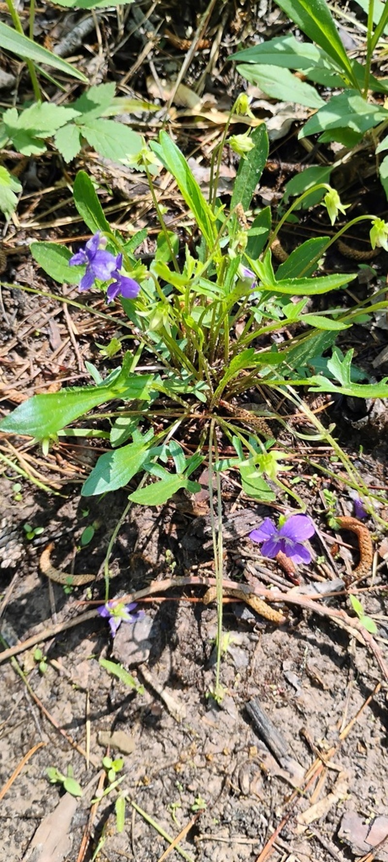 Lovell's Violet photo 2