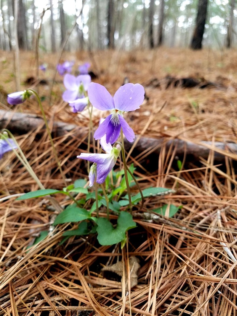 Lovell's Violet photo 3