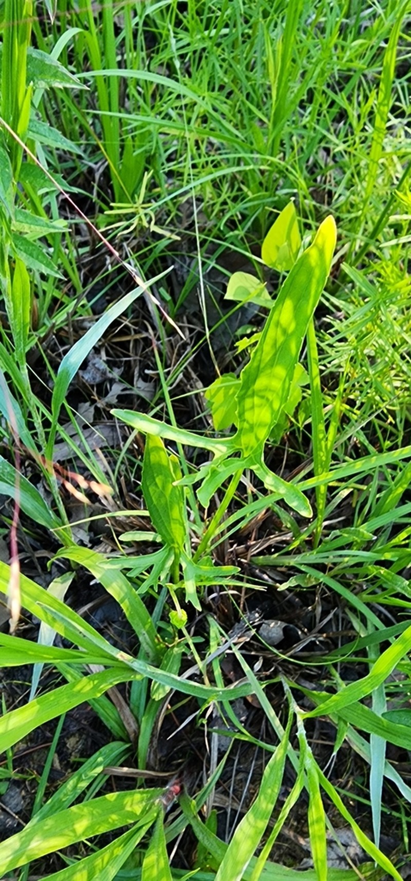 Lovell's Violet photo 4