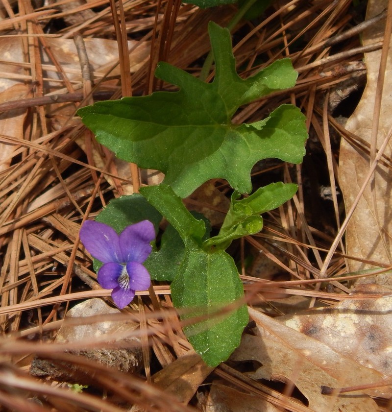 Lovell's Violet photo 5