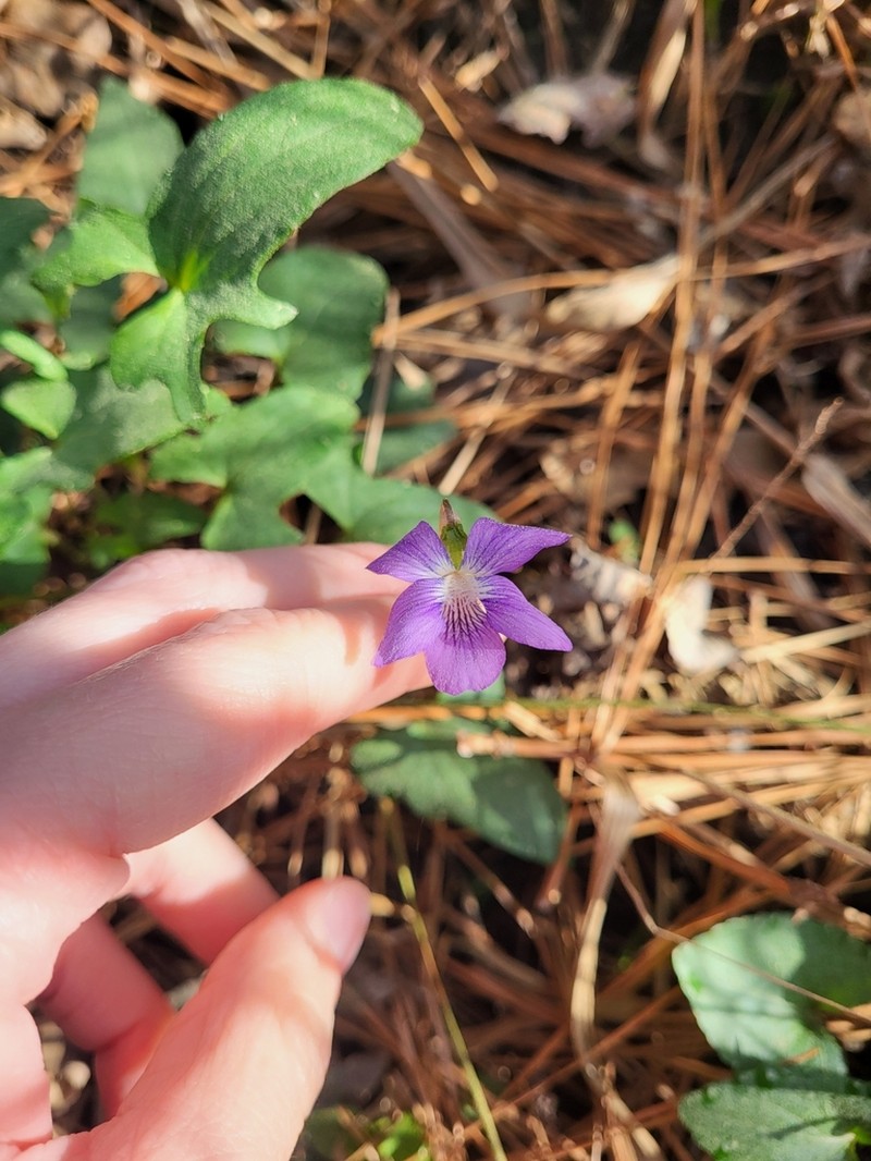 Lovell's Violet photo 6