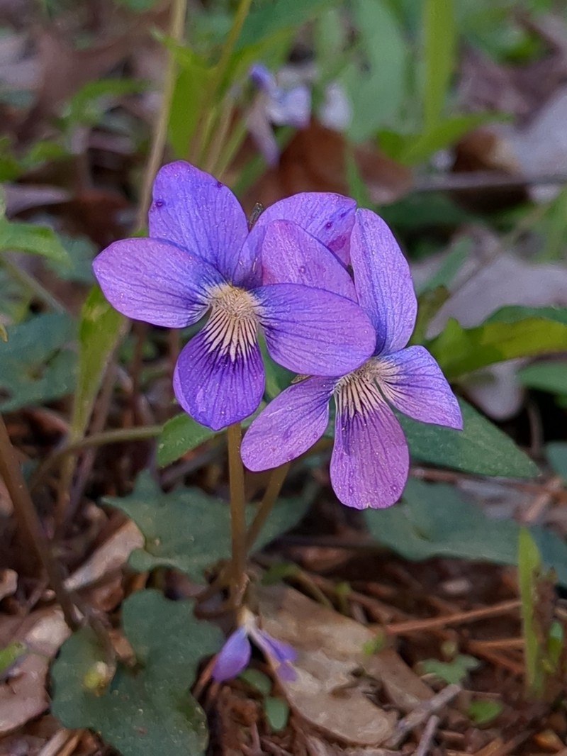 Lovell's Violet photo 7