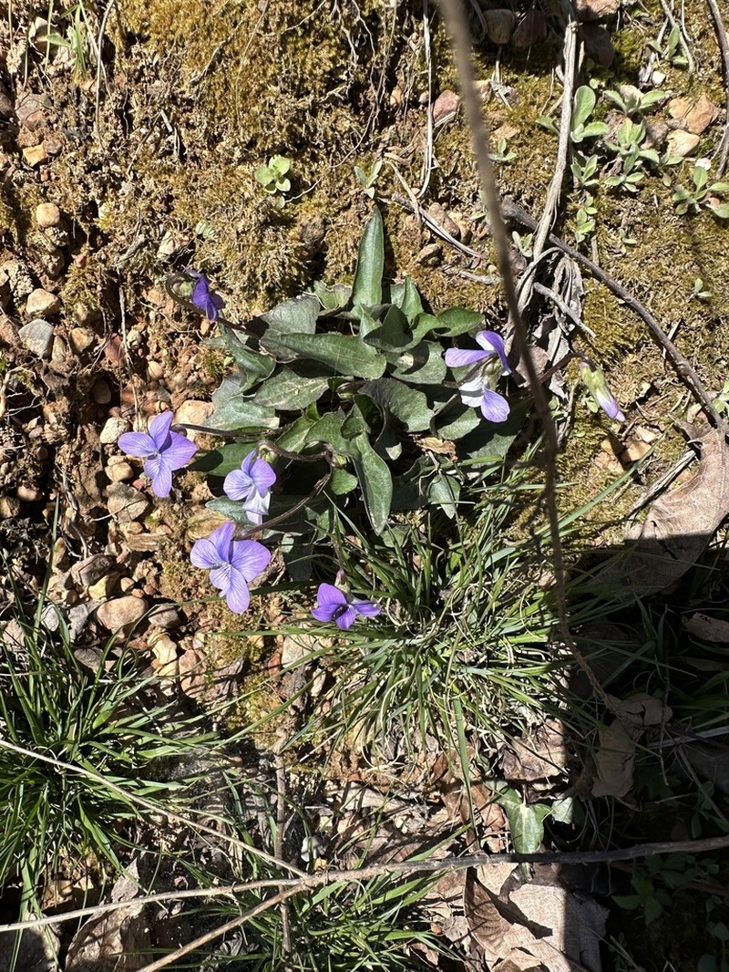 Lovell's Violet photo 8