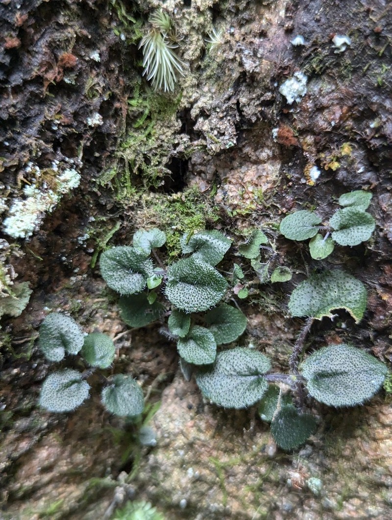 Viola lucens