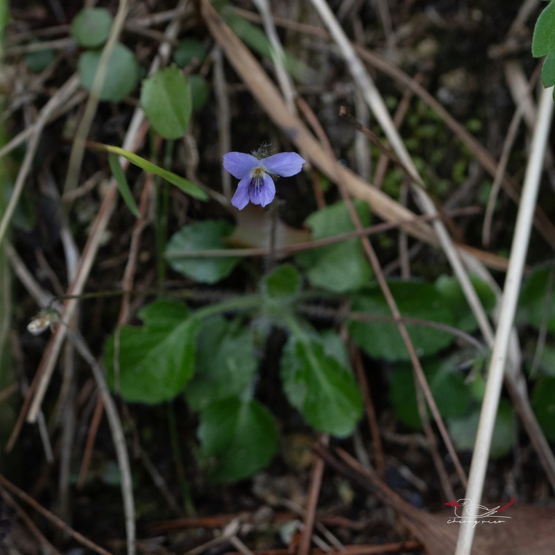 Viola lucens photo 2