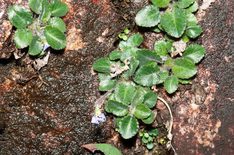 Viola lucens photo 3