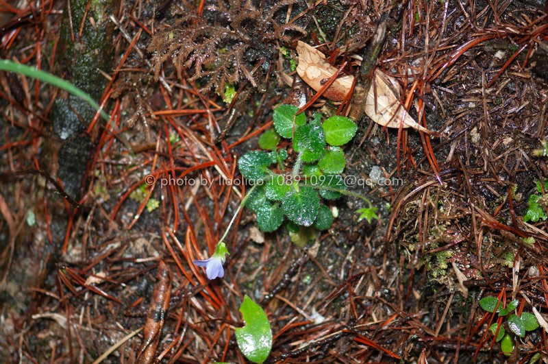 Viola lucens photo 4