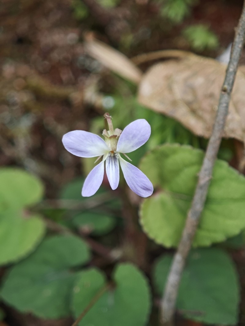 Viola lucens photo 5