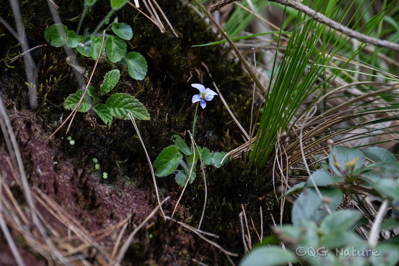 Viola lucens photo 6