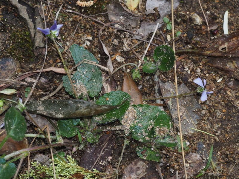 Viola lucens photo 7