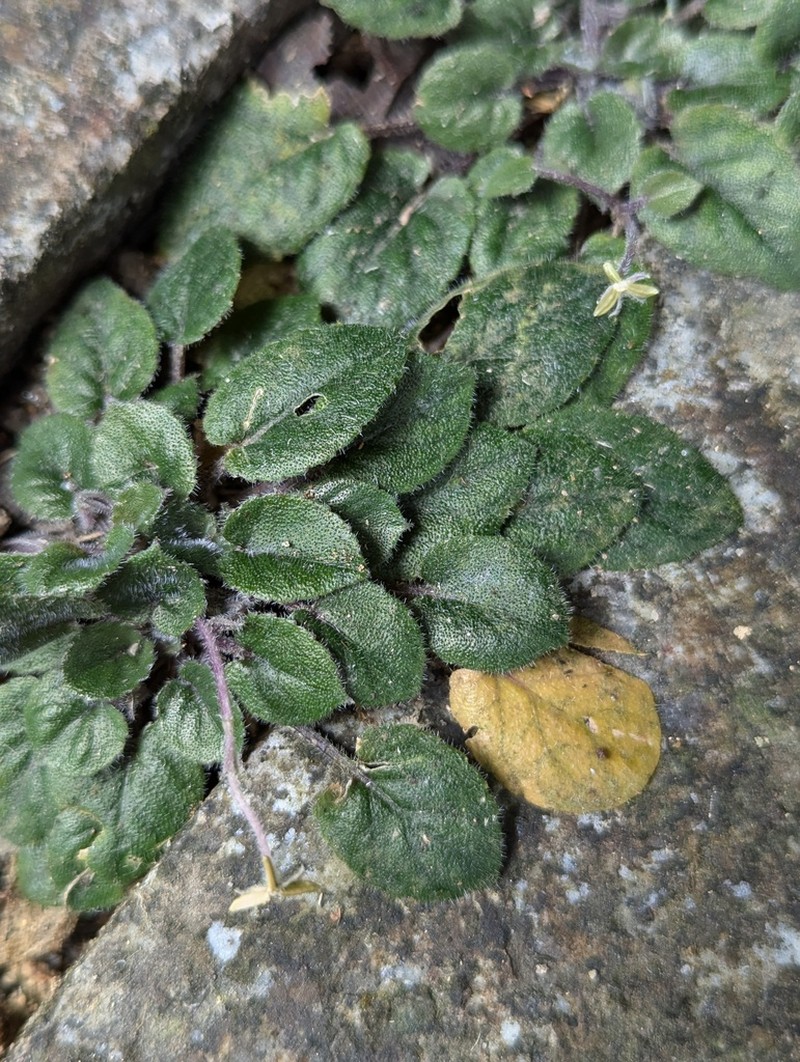 Viola lucens photo 8