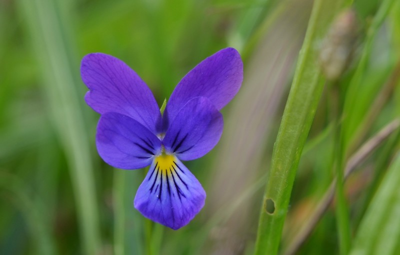 Viola lutea photo 2