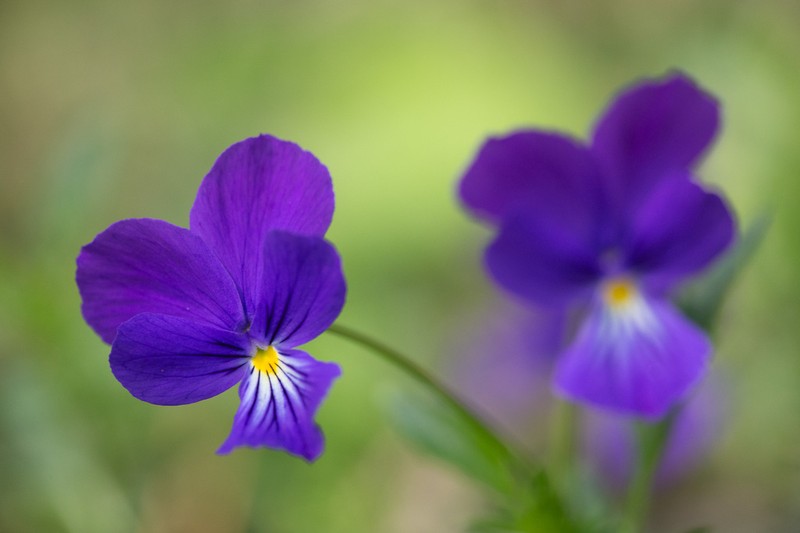 Viola lutea photo 3