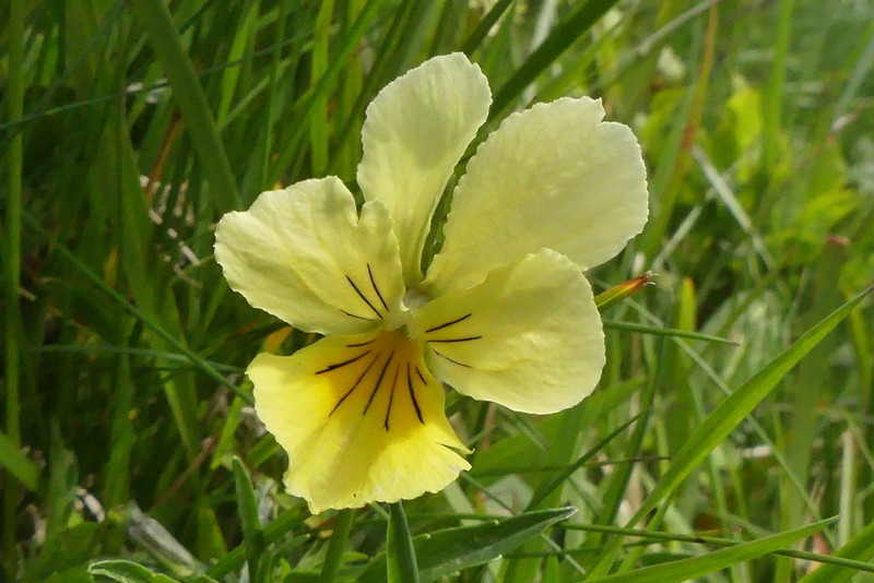 Viola lutea photo 4