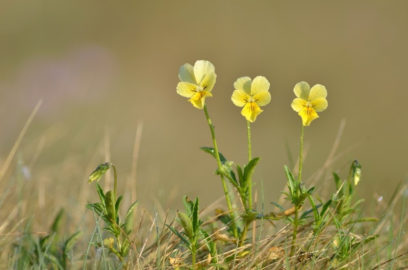 Viola lutea photo 5