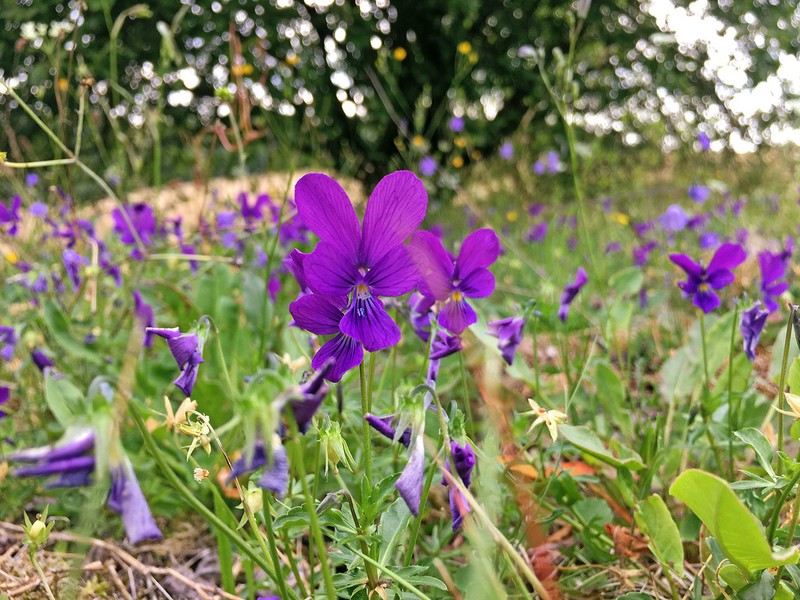 Viola lutea photo 6