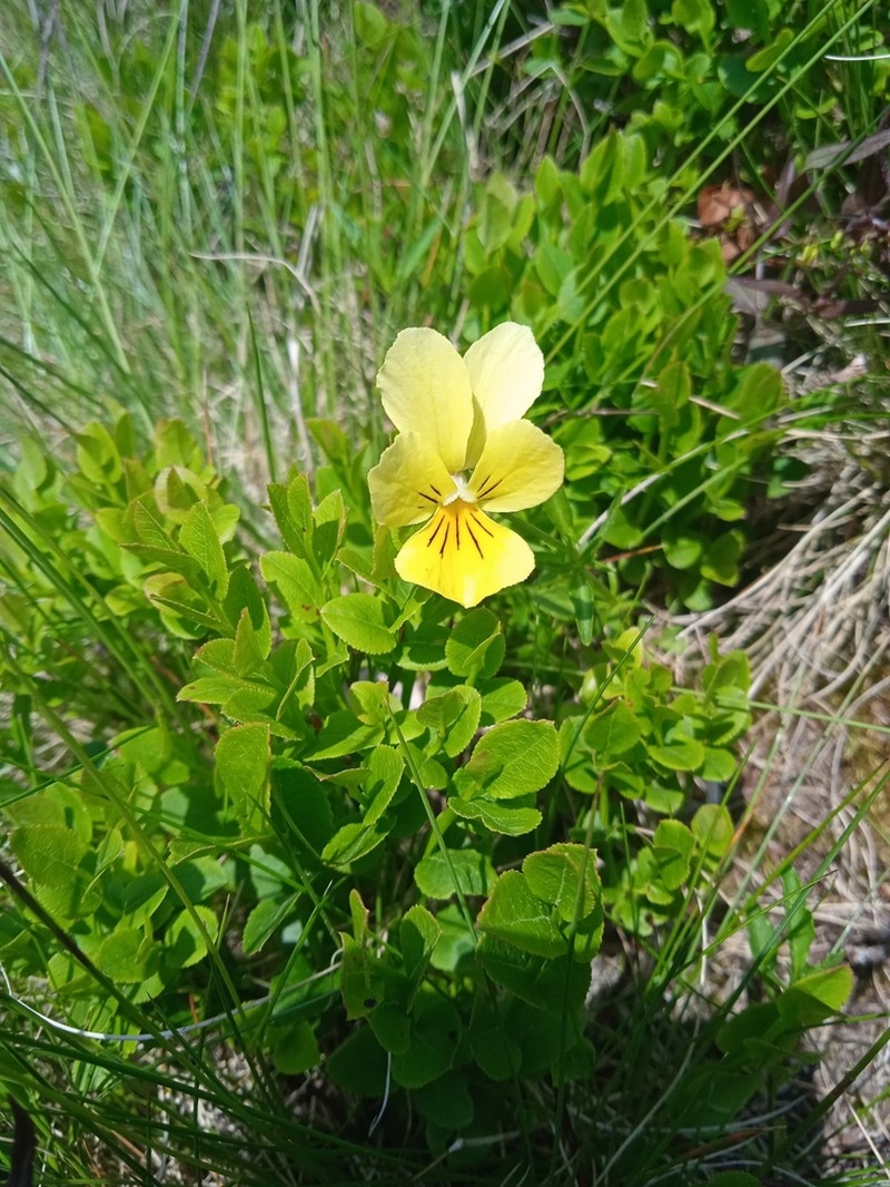 Viola lutea photo 7