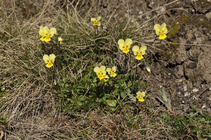 Viola lutea subsp. calaminaria