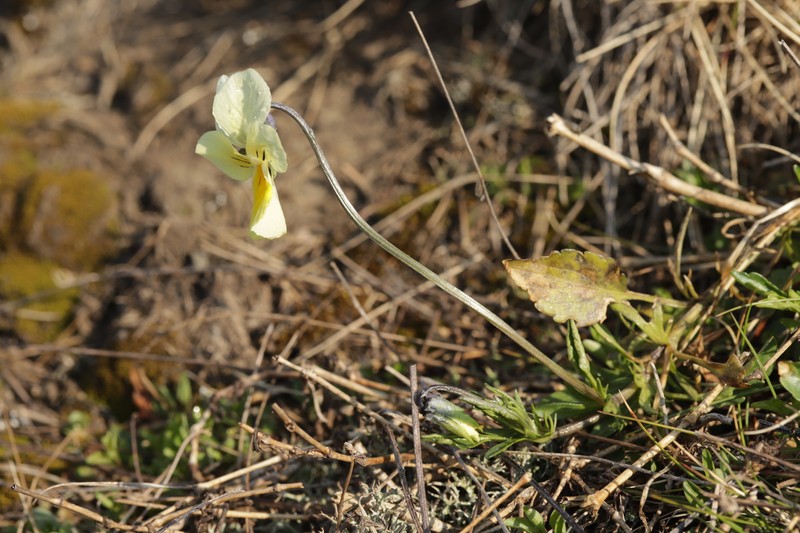 Viola lutea subsp. calaminaria photo 2