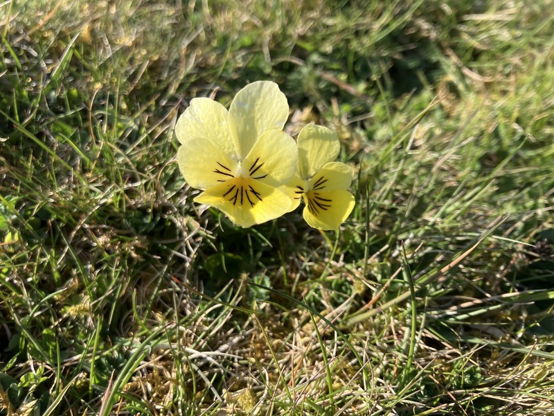 Viola lutea subsp. lutea