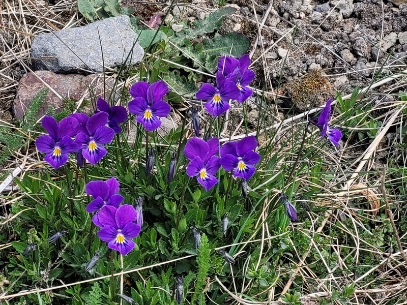 Viola lutea subsp. lutea photo 2