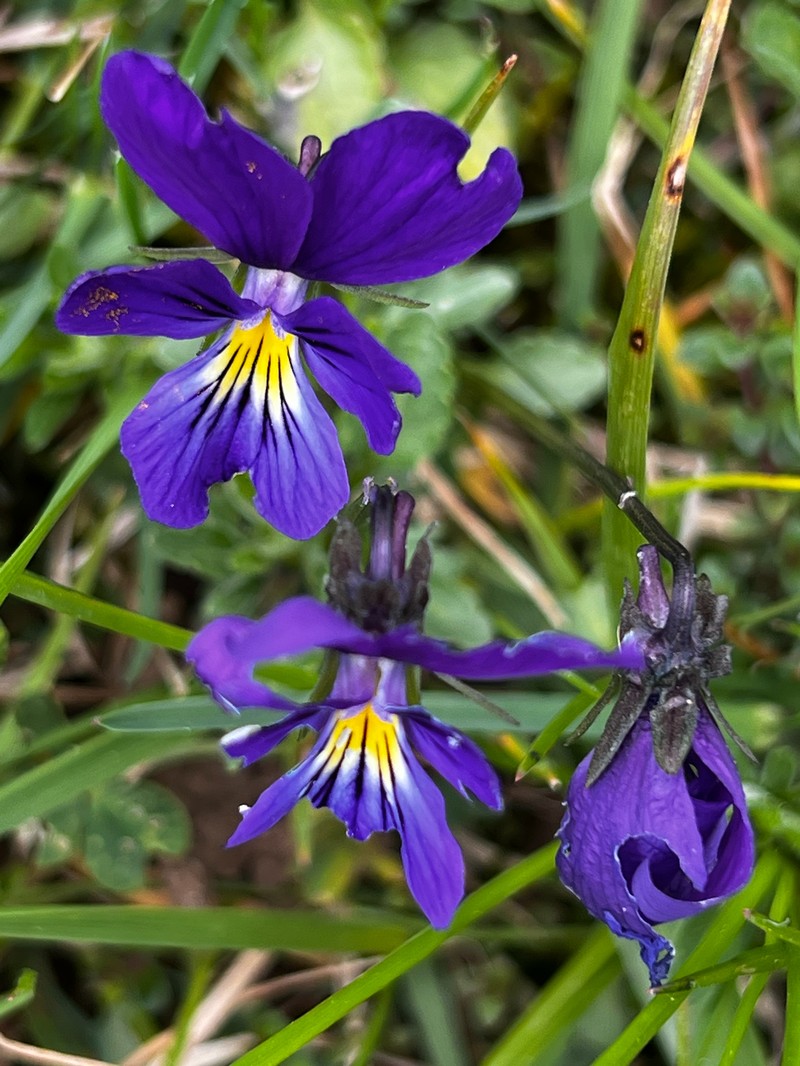Viola lutea subsp. lutea photo 3