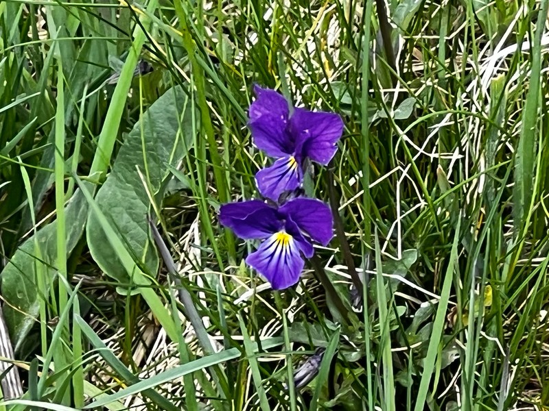 Viola lutea subsp. lutea photo 4