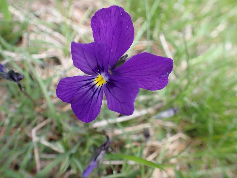 Viola lutea subsp. lutea photo 5