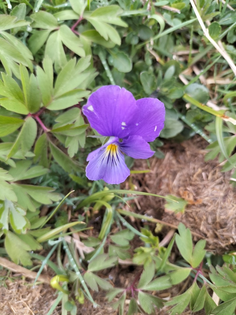 Viola lutea subsp. lutea photo 6