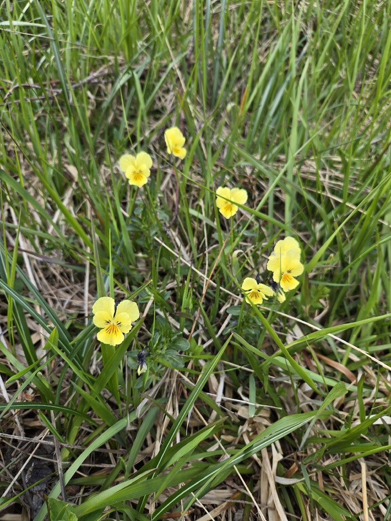 Viola lutea subsp. sudetica