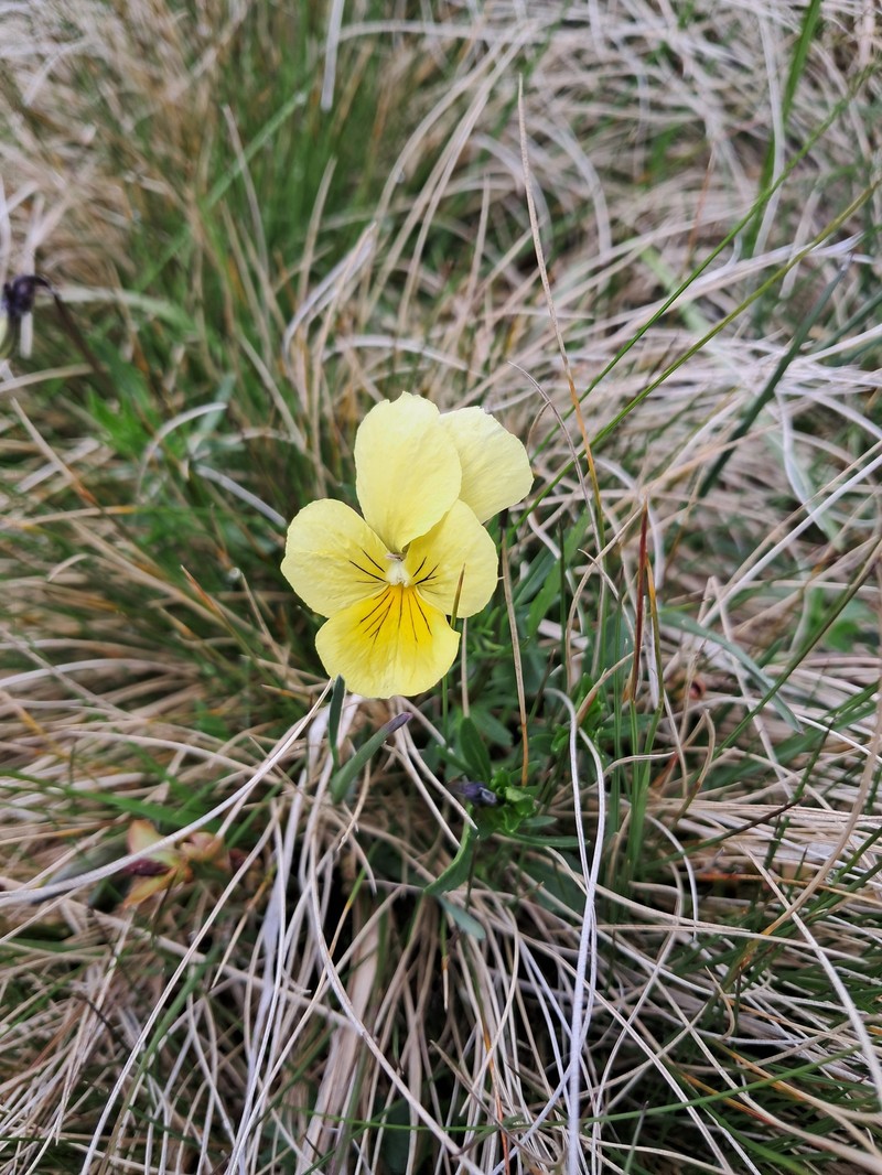 Viola lutea subsp. sudetica photo 2