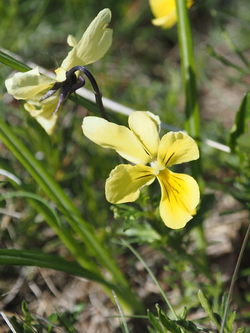 Viola lutea subsp. sudetica photo 3