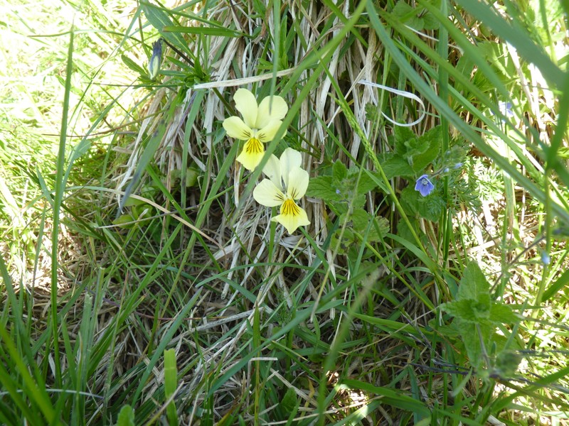 Viola lutea subsp. sudetica photo 4
