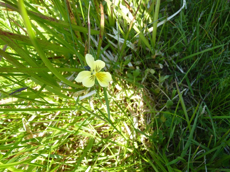 Viola lutea subsp. sudetica photo 5