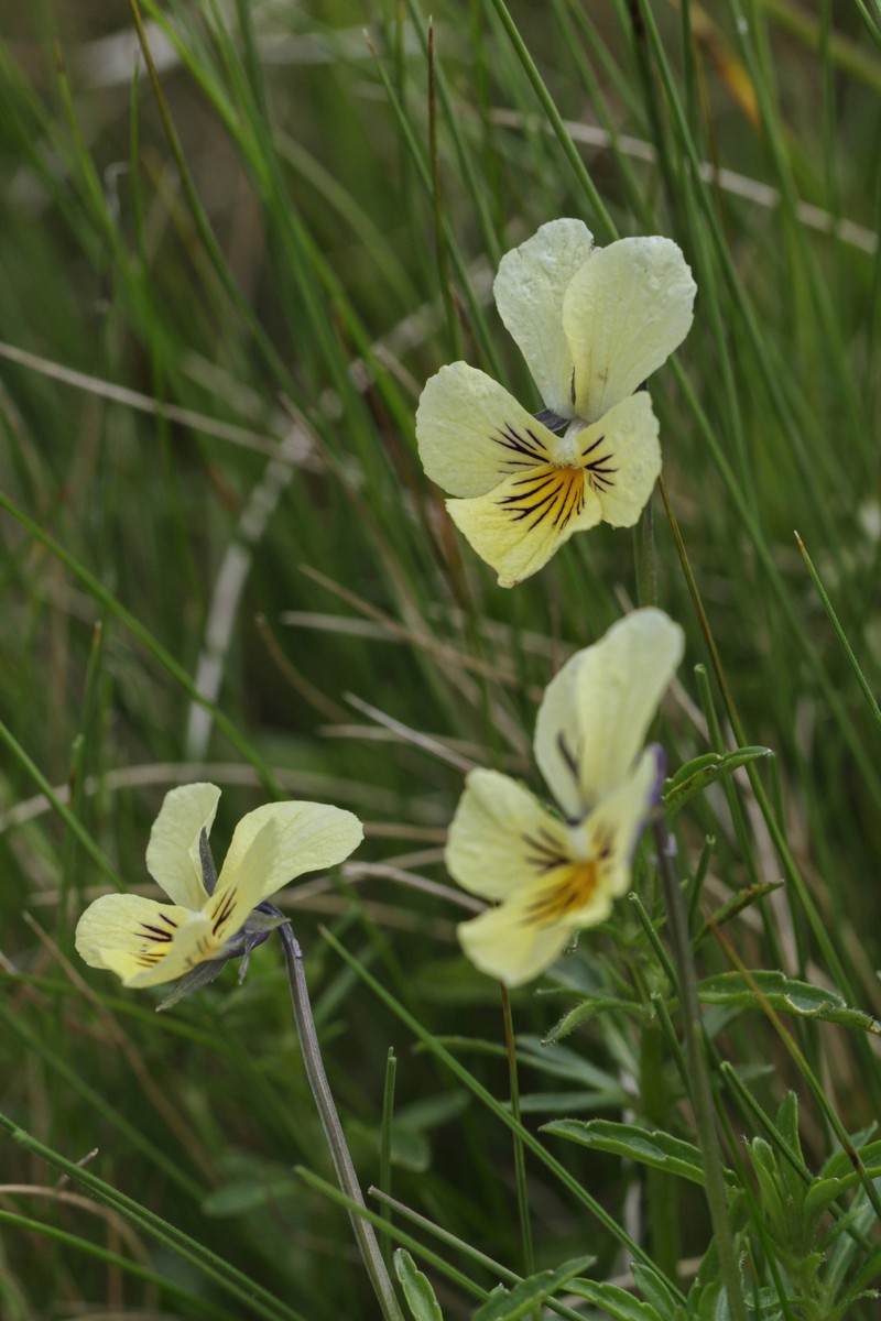 Viola lutea subsp. sudetica photo 6
