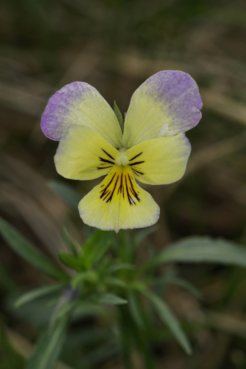 Viola lutea subsp. sudetica photo 7