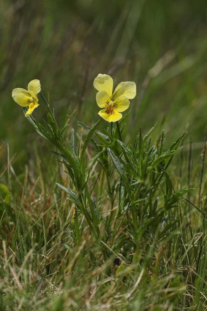 Viola lutea subsp. sudetica photo 8