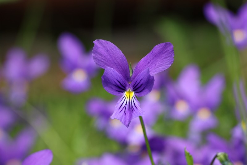 Viola lutea var. westfalica