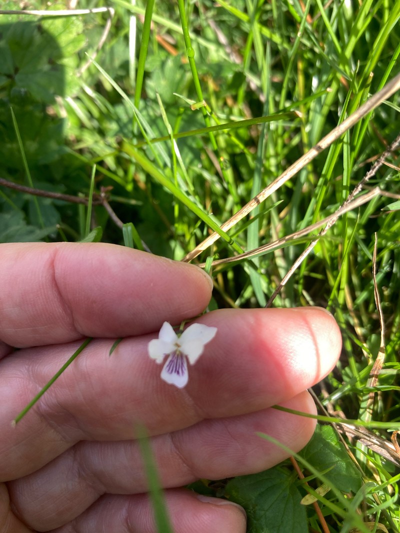 Viola lyallii
